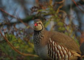 Winning entry at Senior level